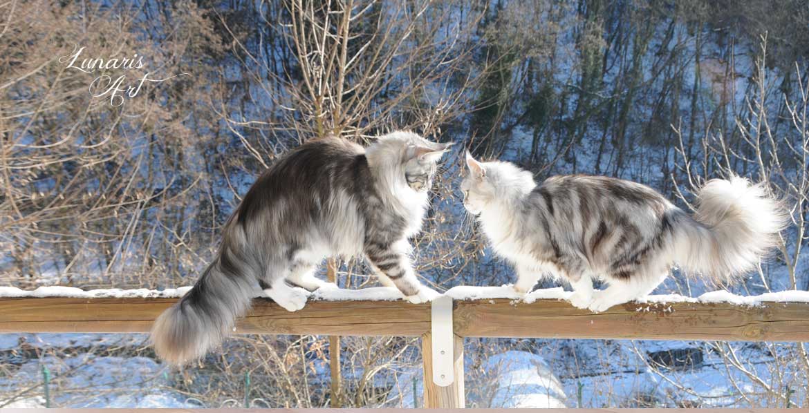 silver maine coon