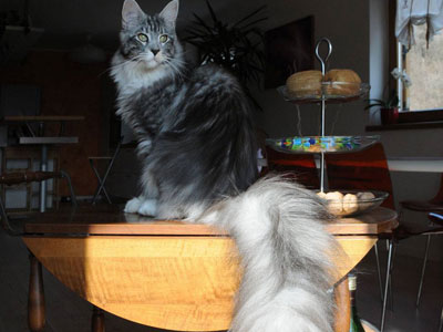 Silver Maine Coon