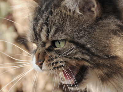 Silver Maine Coon