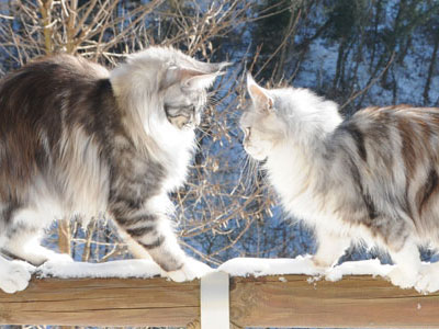 Silver Maine Coon