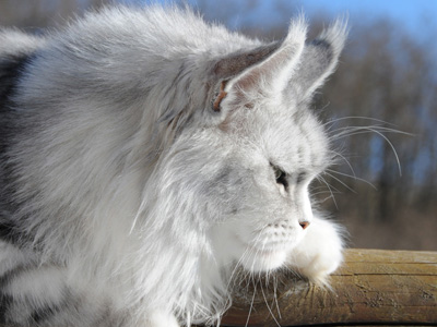 Silver Maine Coon