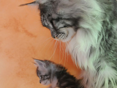 Silver Maine Coon