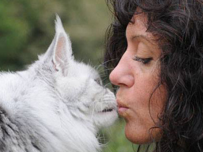 Silver Maine Coon