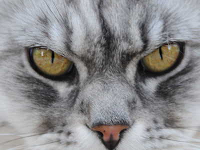 Silver Maine Coon