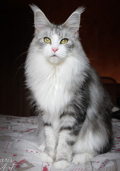 Silver Maine Coon