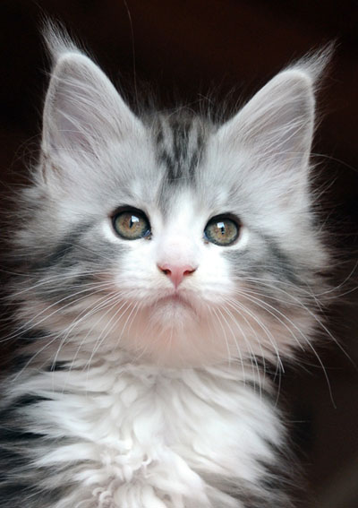 Silver Maine Coon