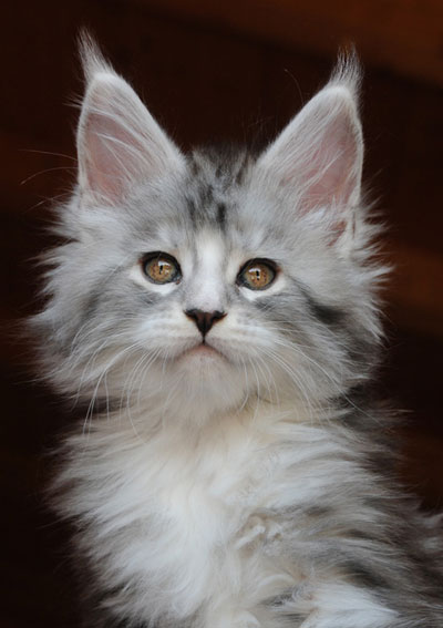 Silver Maine Coon