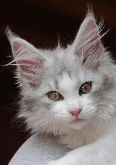 Silver Maine Coon