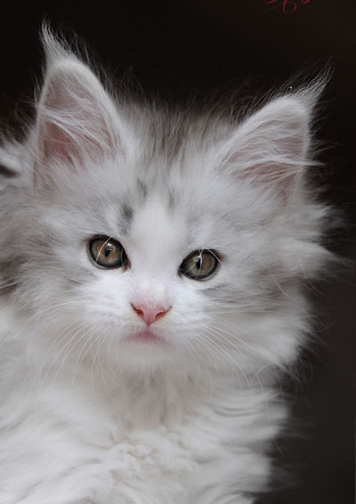 Silver Maine Coon