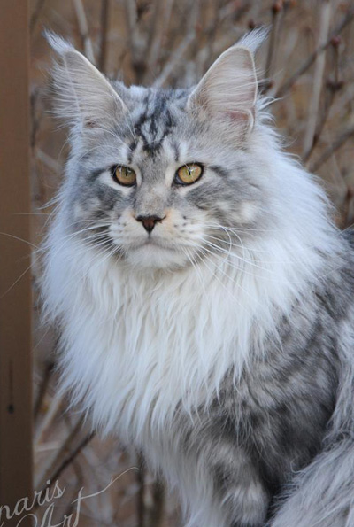 Silver Maine Coon