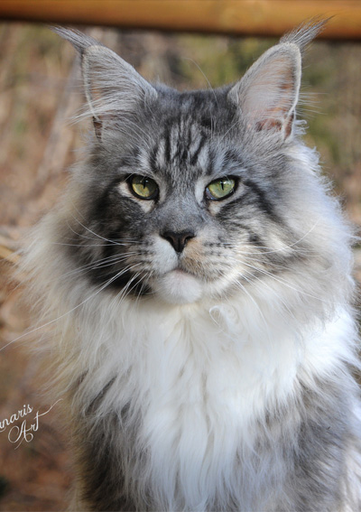 Silver Maine Coon