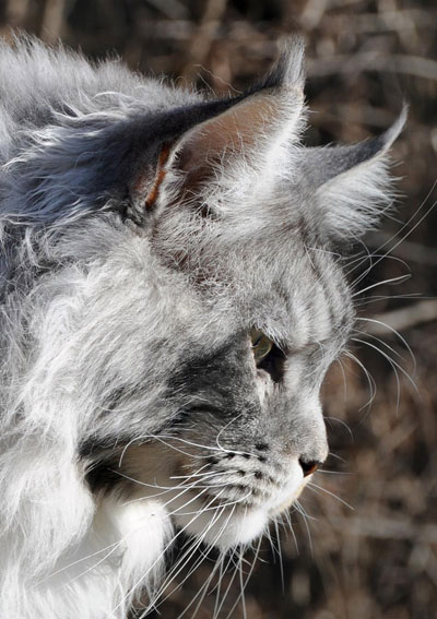 Silver Maine Coon