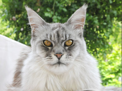 Silver Maine Coon