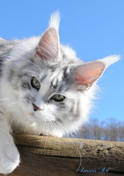 Silver Maine Coon